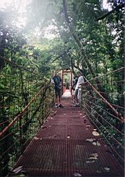 95 bosque Monteverde.jpg